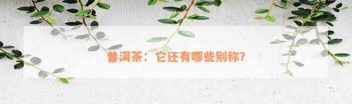 普洱茶：它还有哪些别称？