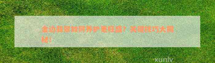 金边翡翠如何养护更旺盛？关键技巧大揭秘！