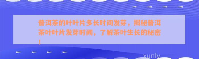 普洱茶的叶叶片多长时间发芽，揭秘普洱茶叶叶片发芽时间，了解茶叶生长的秘密！