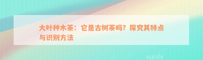 大叶种木茶：它是古树茶吗？探究其特点与识别方法