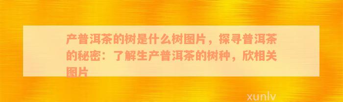 产普洱茶的树是什么树图片，探寻普洱茶的秘密：了解生产普洱茶的树种，欣相关图片