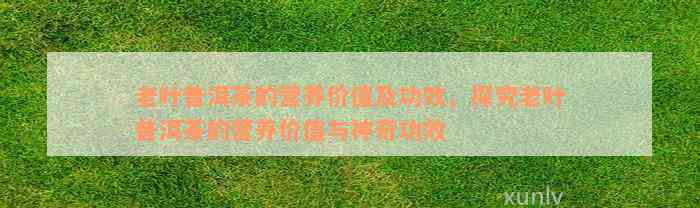 老叶普洱茶的营养价值及功效，探究老叶普洱茶的营养价值与神奇功效