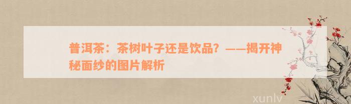 普洱茶：茶树叶子还是饮品？——揭开神秘面纱的图片解析