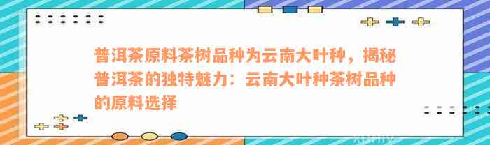 普洱茶原料茶树品种为云南大叶种，揭秘普洱茶的独特魅力：云南大叶种茶树品种的原料选择