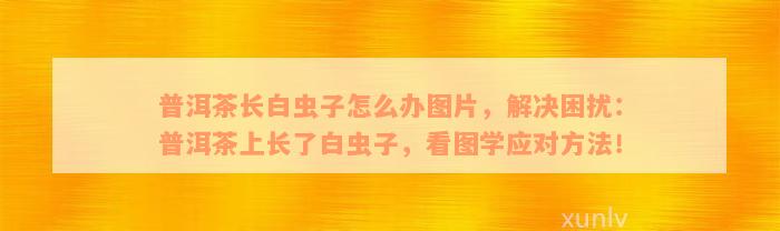 普洱茶长白虫子怎么办图片，解决困扰：普洱茶上长了白虫子，看图学应对方法！