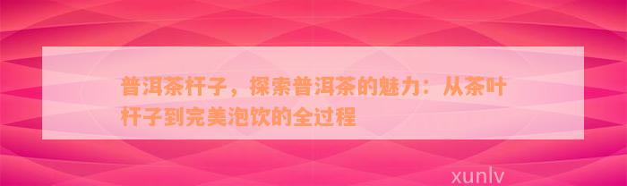 普洱茶杆子，探索普洱茶的魅力：从茶叶杆子到完美泡饮的全过程