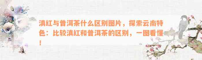 滇红与普洱茶什么区别图片，探索云南特色：比较滇红和普洱茶的区别，一图看懂！