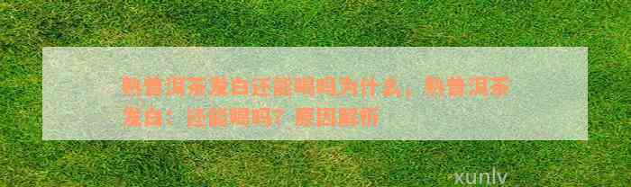 熟普洱茶发白还能喝吗为什么，熟普洱茶发白：还能喝吗？原因解析