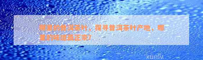 哪里的普洱茶叶，探寻普洱茶叶产地，哪里的味道最正宗？