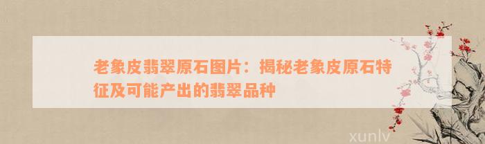 老象皮翡翠原石图片：揭秘老象皮原石特征及可能产出的翡翠品种