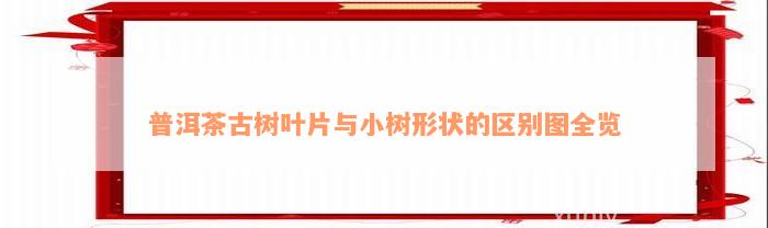 普洱茶古树叶片与小树形状的区别图全览