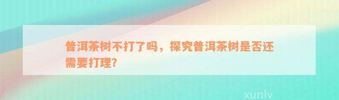 普洱茶树不打了吗，探究普洱茶树是否还需要打理？