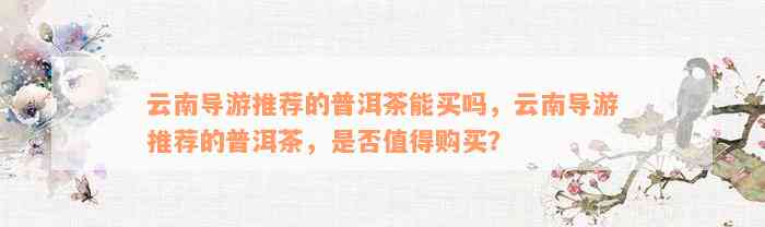 云南导游推荐的普洱茶能买吗，云南导游推荐的普洱茶，是否值得购买？