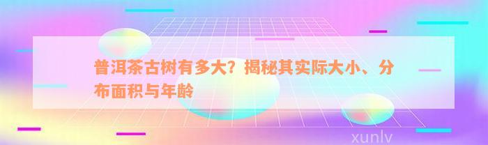 普洱茶古树有多大？揭秘其实际大小、分布面积与年龄