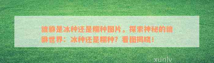 貔貅是冰种还是糯种图片，探索神秘的貔貅世界：冰种还是糯种？看图揭晓！