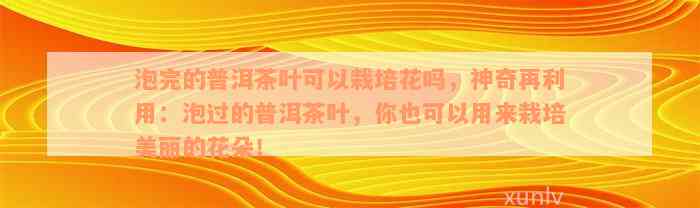 泡完的普洱茶叶可以栽培花吗，神奇再利用：泡过的普洱茶叶，你也可以用来栽培美丽的花朵！