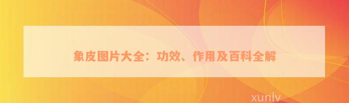 象皮图片大全：功效、作用及百科全解